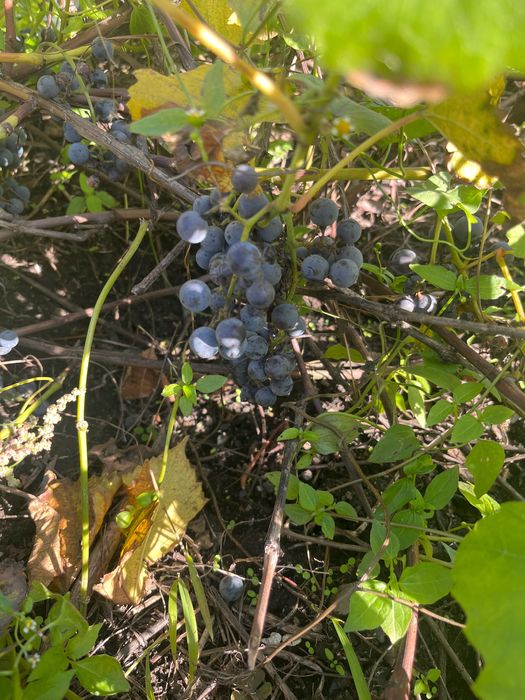 Корни винограда плодоносящие местные