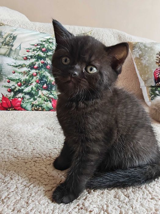 Прекрасни британчета