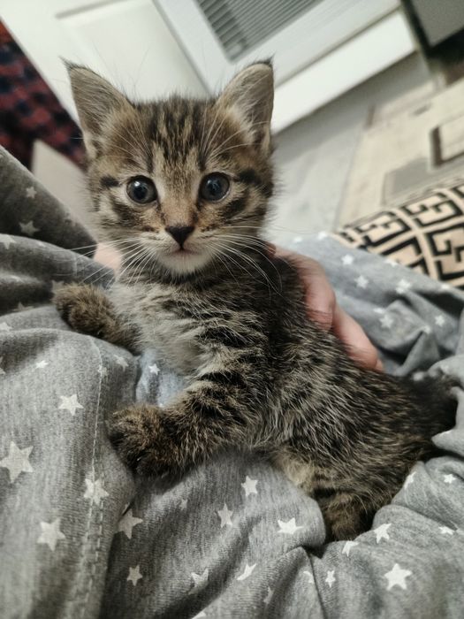Котята бесплатно