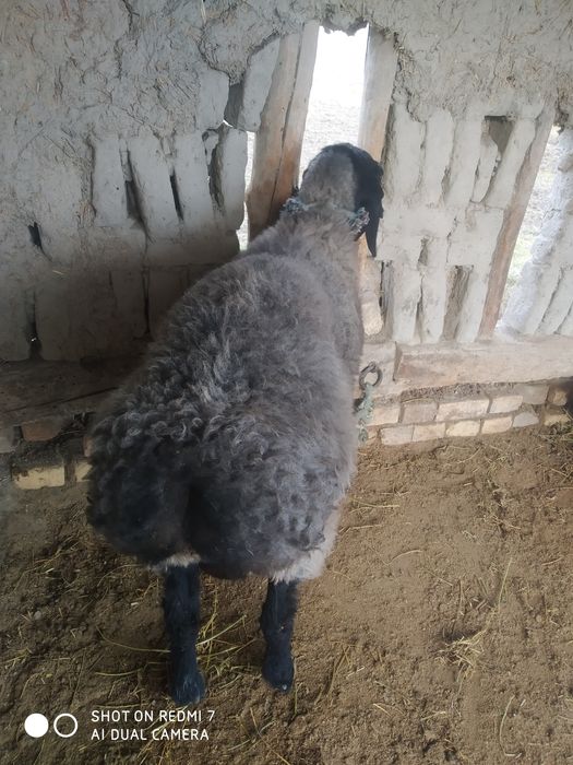 Қўчқор барра сотилади