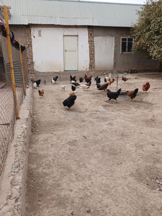 Тауыктар кораздар