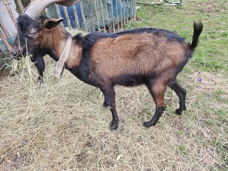 Țap de vanzare  cuminte