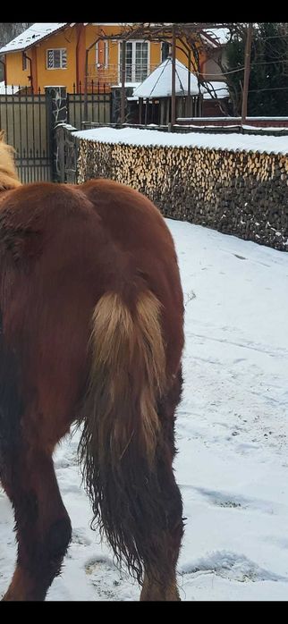 Vand manza de 7 luni