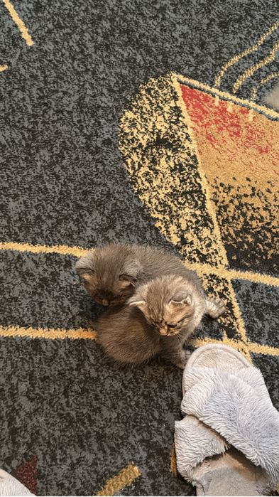 Котят отдам в хорошие руки