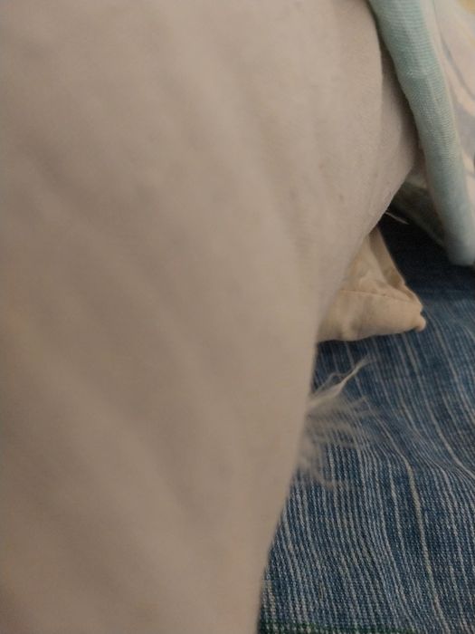 Перо,  пух птицы