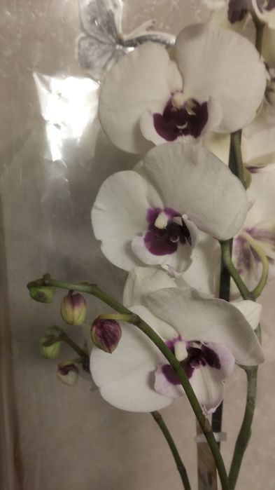 Продам орхидея сортовые