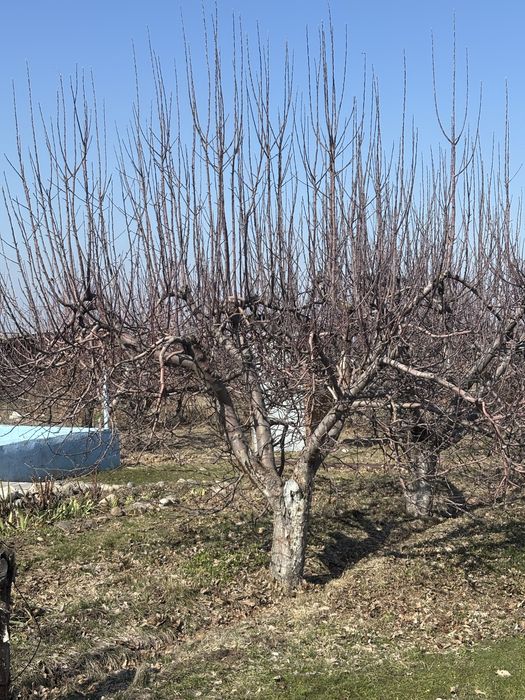 Обрезка плодовых деревьев