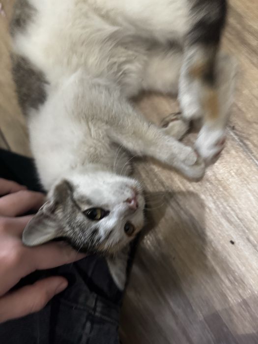 котенок девочка 3 месяца в хорошие руки