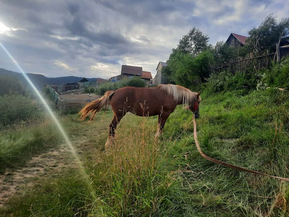 Iapa de vinzare mai
