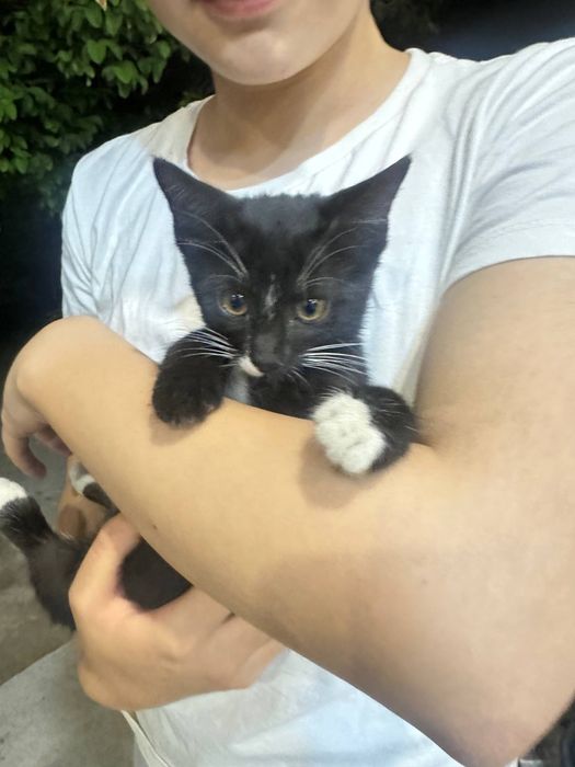 Котята в добрые и заботливые руки