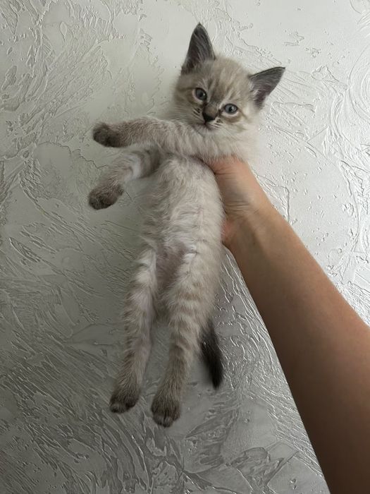 Животные кошки котята