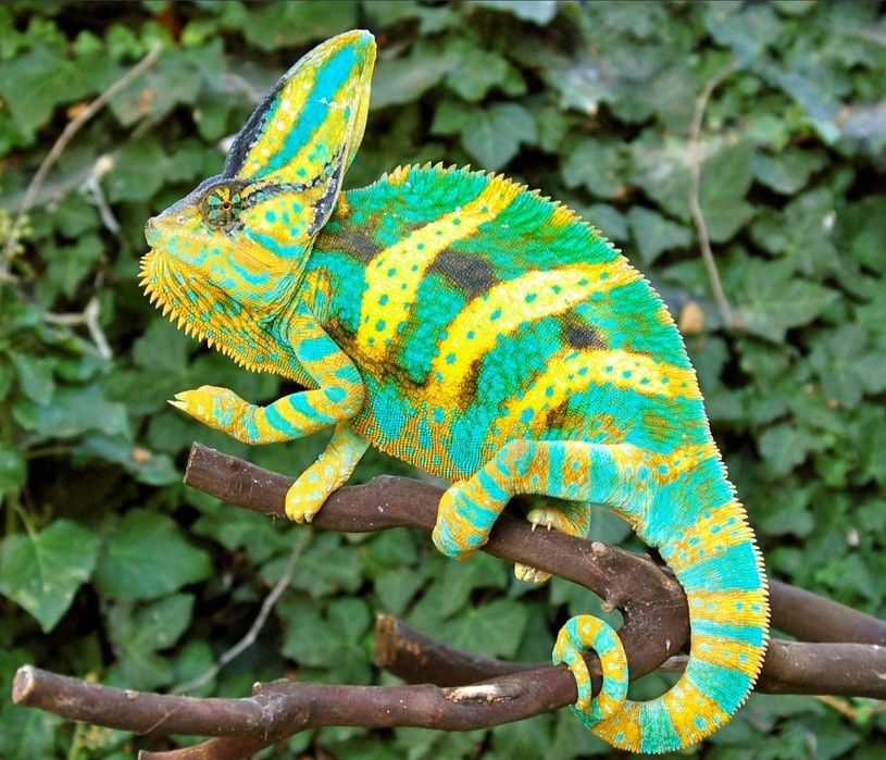Cameleon panther sau veiled