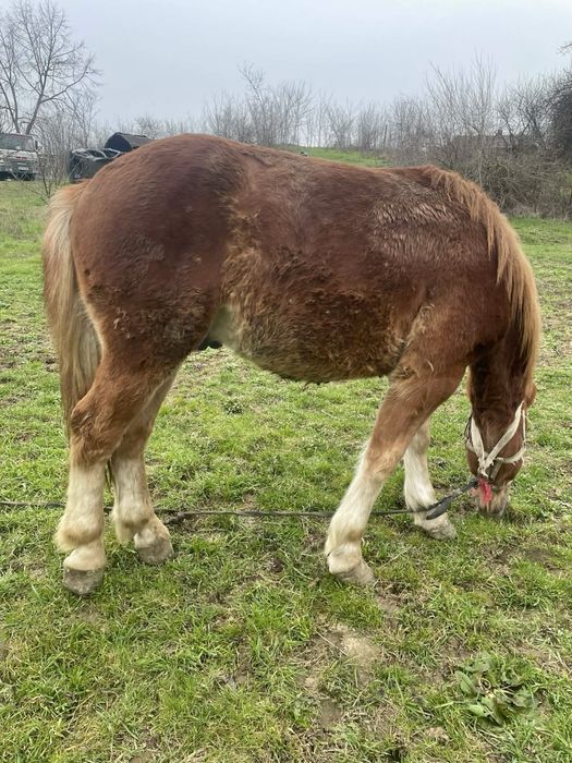Mânz castrat 1 an si 6luni