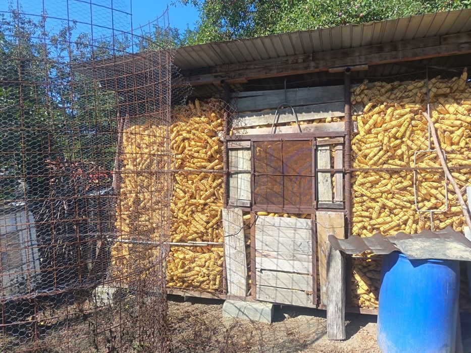 Porumb știuleți de vanzare