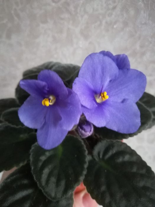 Комнатные цветы фиалки