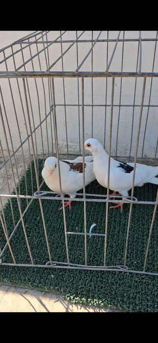 Galateni tineri si maturi