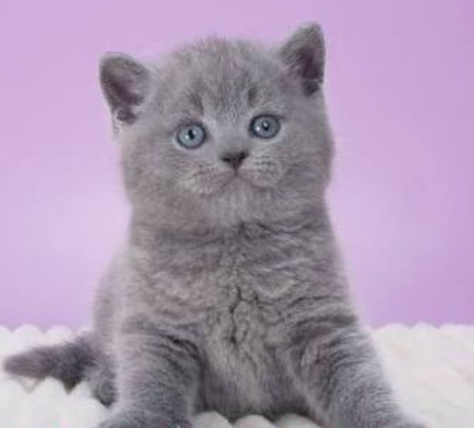 Британские котята