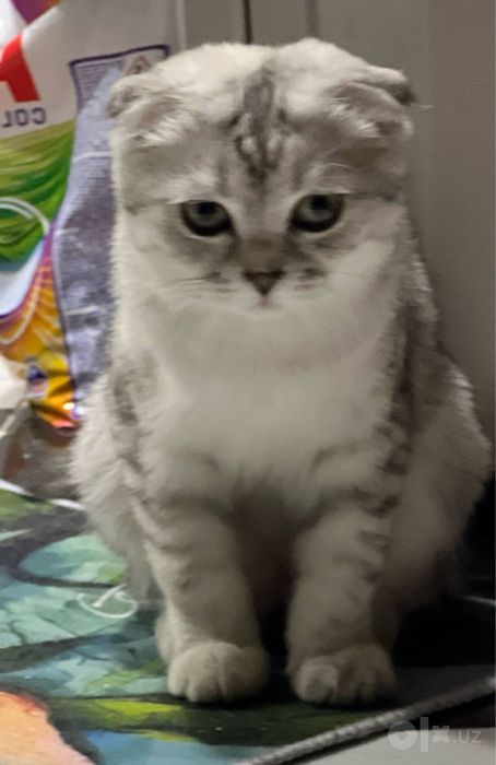Кошки кошка mushuk