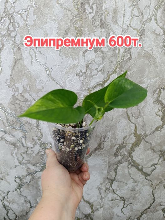 Комнатные растения