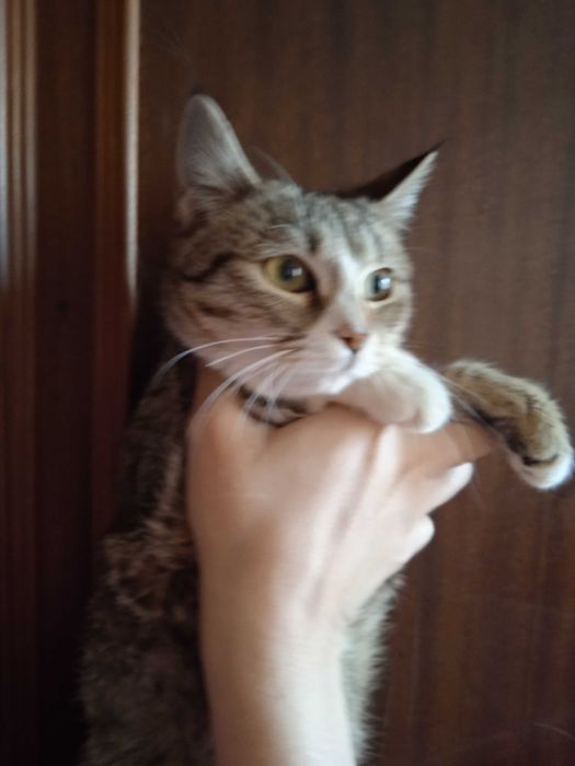 Красивая кошечка Луна - 6 месяцев.