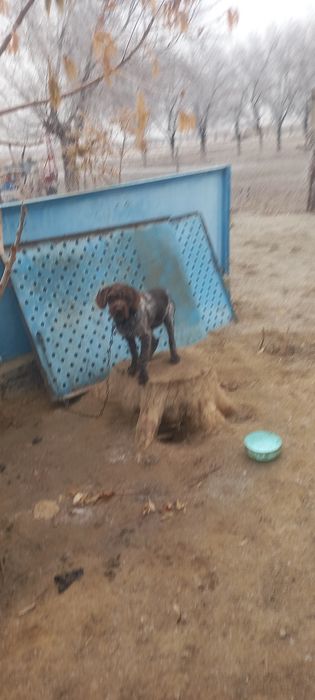 Щенок .  дратхаар