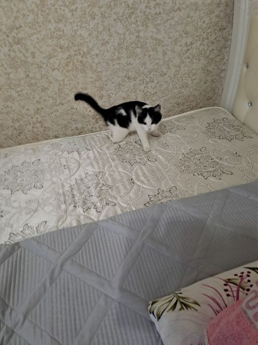 Кішкентай мысық бар ұрғашы