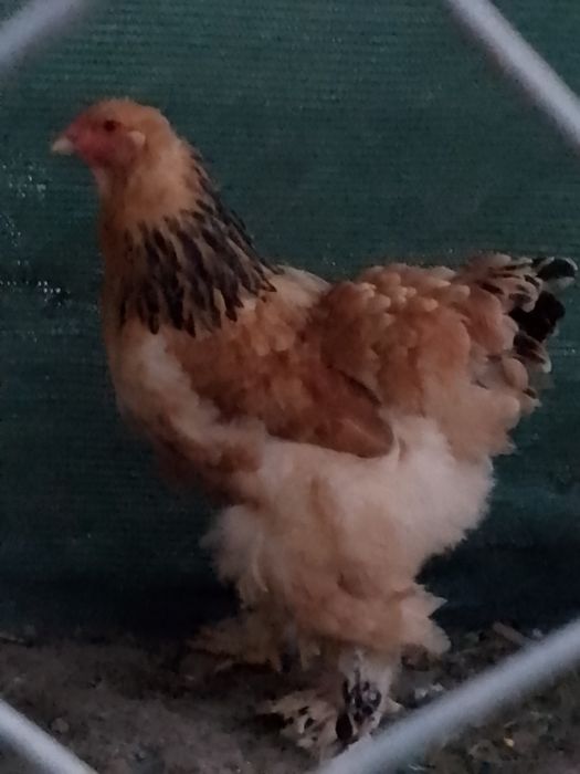 Găină brahma col galben negru!!!