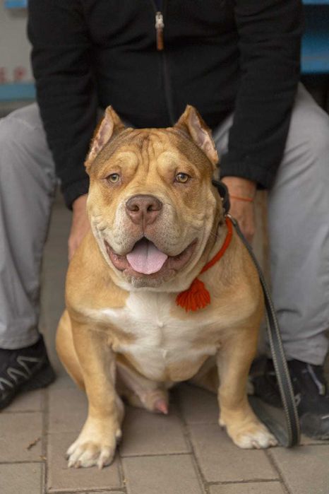 Ищем девочку для Американского булли