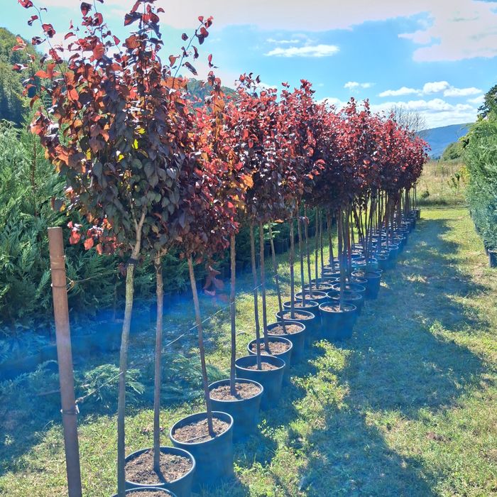Vindem plante ornamentale copaci ornamentali prețuri acesibile transport gratuit ne deplasam în toată țara