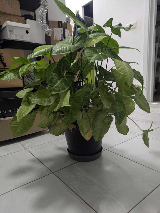 Растението стрела Syngonium podophyllum