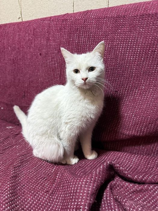 Отдам котят бесплатно