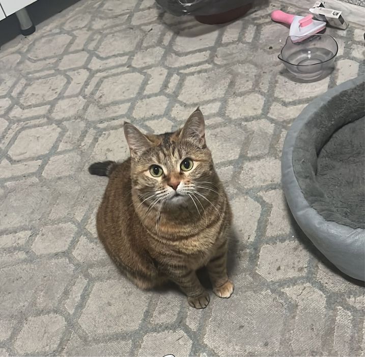 Кошку отдам  бесплатно