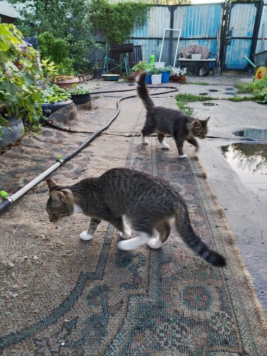 Отдам котят в хорошие руки.