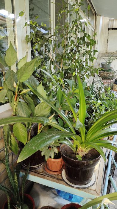 Комнатные цветы разных размеров,для дома,офиса,зимнего сада, магазина.