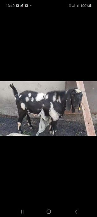 Козель—теке англонуби 100%