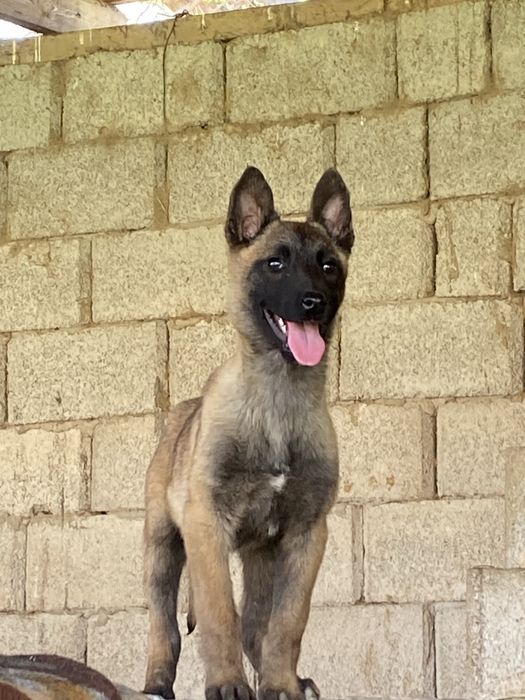 4 айлық күшіктер 1 еркек 1 ұрғашы