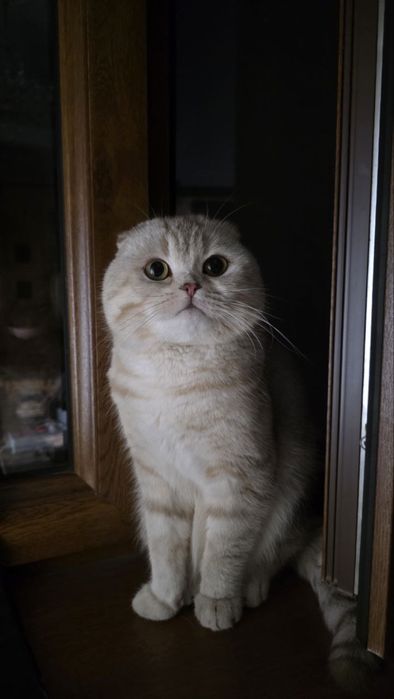 Котята шиншилы хоршый породы