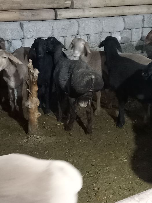 Qo'zi qochqorla semiz uyda boqilgan