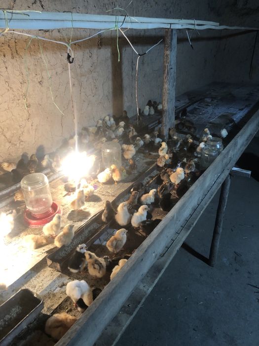 Jõjalar sotiladi 1kunlik damashni