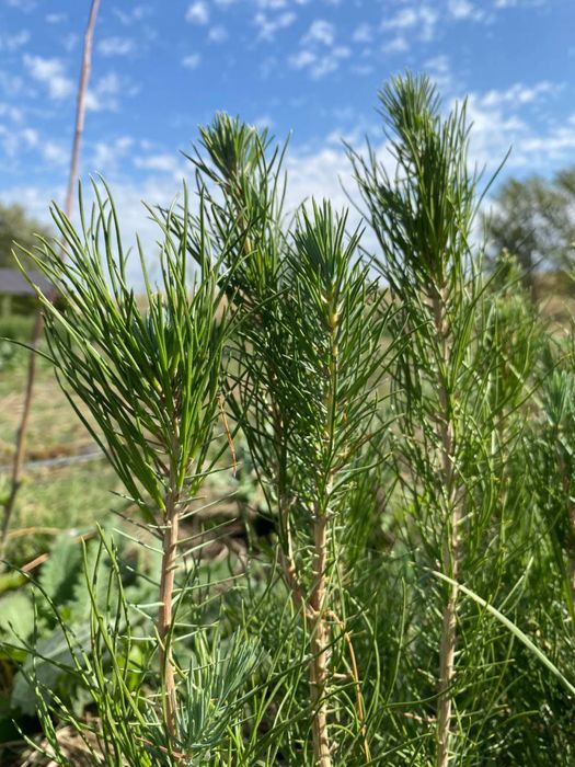 Можжевельник трехгодичный