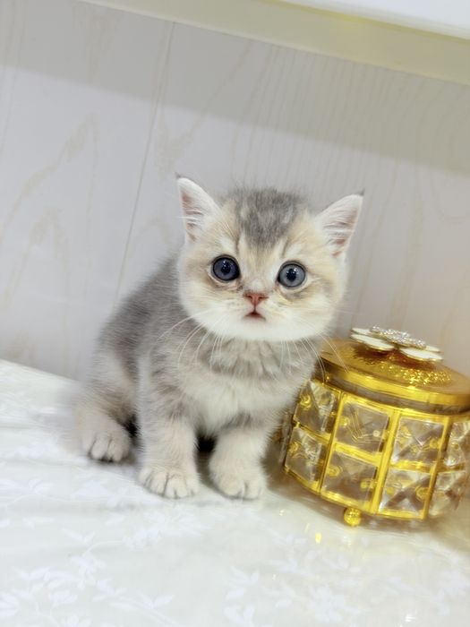 Котята чистокровные