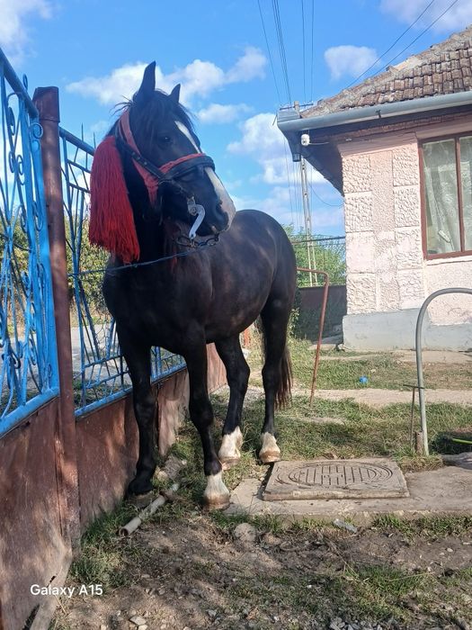 Vând său Schimb Mânz de 1 și 8 luni