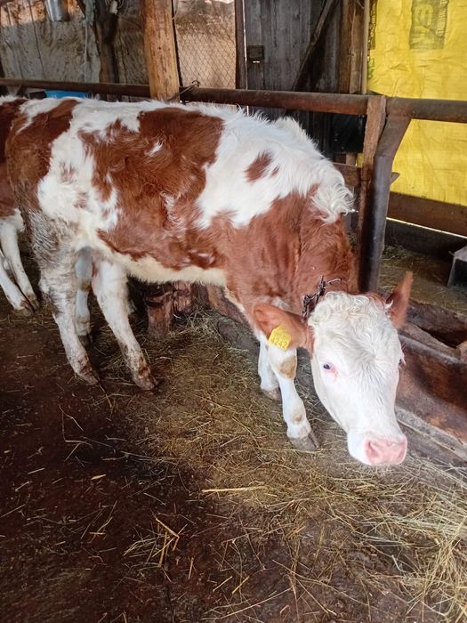 Juninci baltate (vițele)