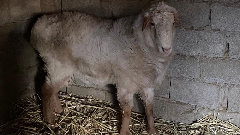 Козы и козлята ..