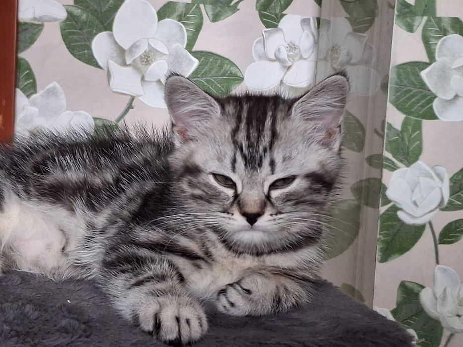 Шотландская кошечка осталась  одна