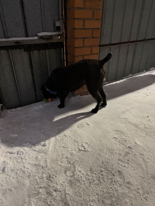 Кане корсо ищет подругу