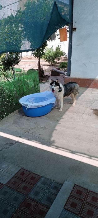 Сибирский хаски продается не дорого.