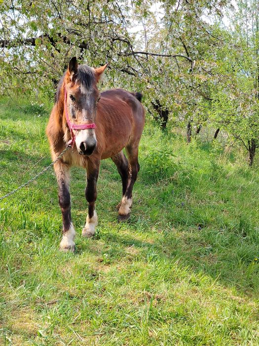 Vând armăsar blând