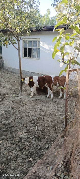 Toza smental buzoqlar  sotiladi