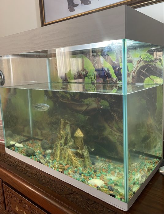 Аквариум с рыбками